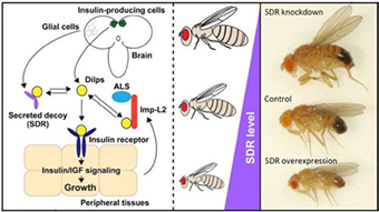 Schematic diagrams showing the effects of receptor