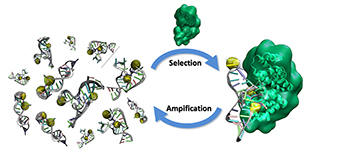 Cartoon showing tbe binding of DNA aptamers