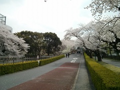 RIKEN campus with cherry blossoms