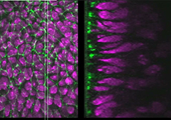 Image of the stained epithelial tissues