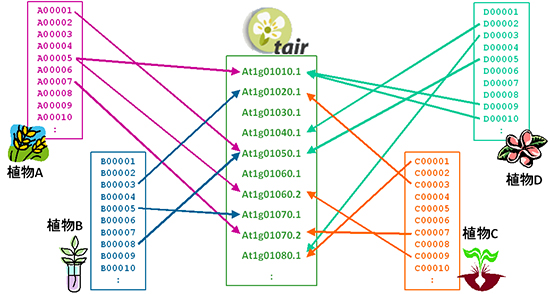 相同性検索で遺伝子クローンとTAIR遺伝子モデルを関連付ける説明図