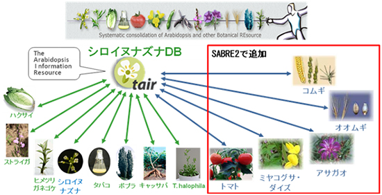 SABRE2が検索対象としている植物種。SABRE2で追加されたのは、コムギ、オオムギ、アサガオ、ミヤコグサ、ダイズ、トマト。