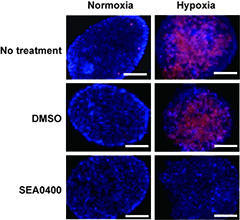 Image of NCX-specific inhibitor preventing in vitro hypoxic islet cell death