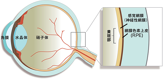 眼球の基本構造の図