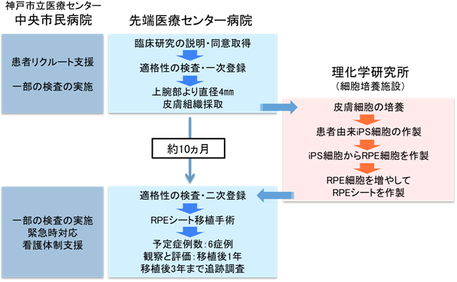 臨床研究の流れと実施体制の説明図