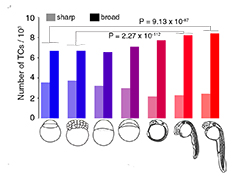 A graph showing changes of the number of TCs across developmental stages