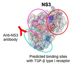 Illustration showing NS3 binding to the receptor