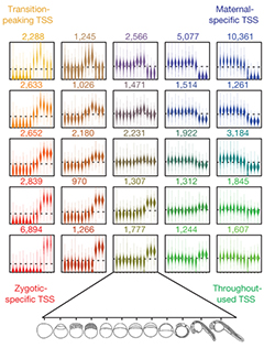 Image of promoter activity maps