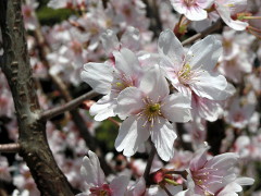 The Nishina Otome in bloom