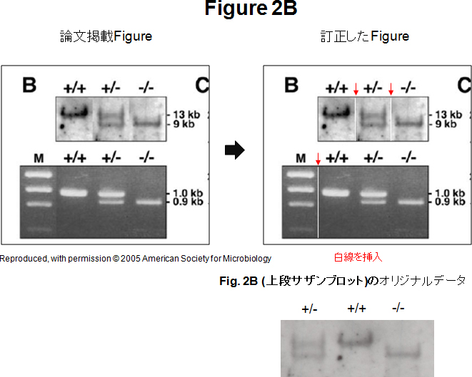 Figure 2B。論文掲載Figure：Reproduced, with permission © 2005 American Society for Microbiology。訂正したFigure。Figure 2B （上段サザンブロット）のオリジナルデータ。