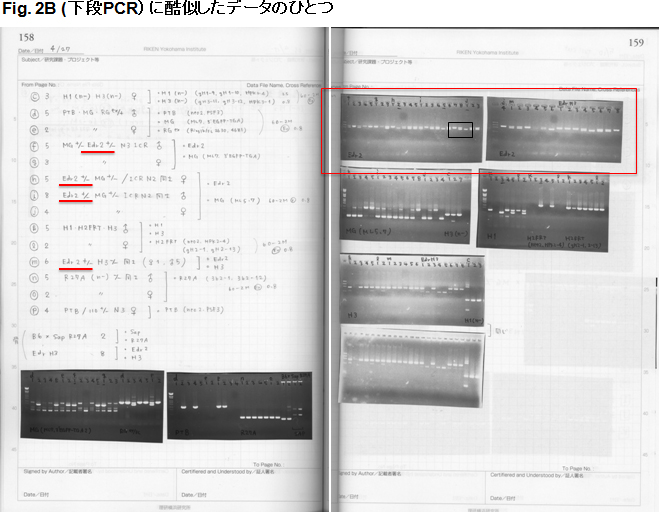 Figure 2B.（下段PCR）に酷似したデータのひとつ