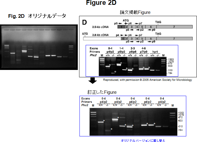 Figure 2D。Figure 2D.オリジナルデータ。論文掲載Figure：Reproduced, with permission © 2005 American Society for Microbiology。訂正したFigure。オリジナルバージョンに差し替え。