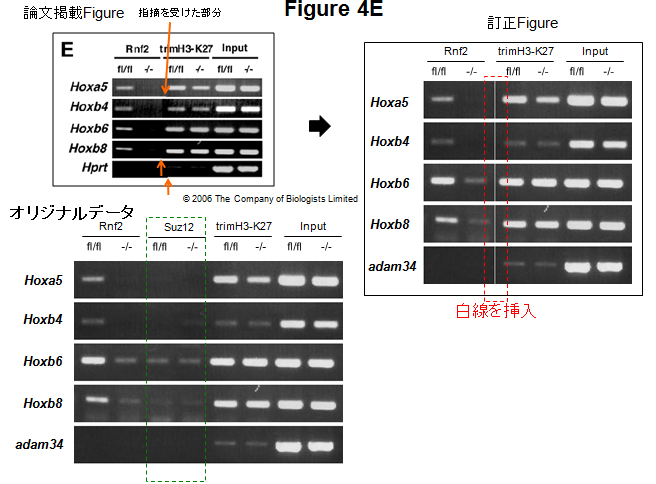 Figure 4E。論文掲載Figure： © 2006 The Company of Biologists Limited。訂正Figure。オリジナルデータ。