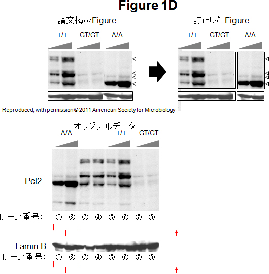 論文4　Figure 1D。論文掲載Figure：Reproduced, with permission © 2011 American Society for Microbiology。訂正したFigure。オリジナルデータ。