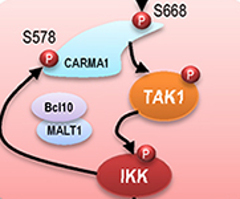 Schematic diagram showing how immune response is turned on