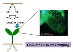 Diagram showing the cellular cesium imaging