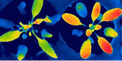 Image comparing wildtype and ABA-induced plants