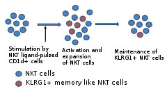 Diagram showing the activation of NKT cells