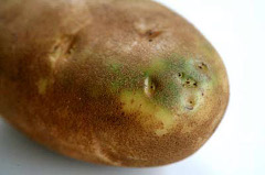 Image of potato with solanin