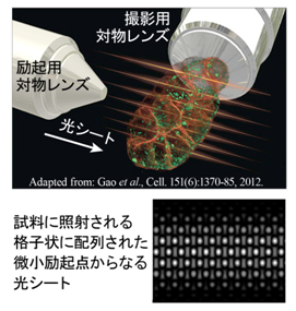 格子光シートによる試料観察の模式図の画像(試料に照射される格子状に配列された微小励起点からなる光シート)