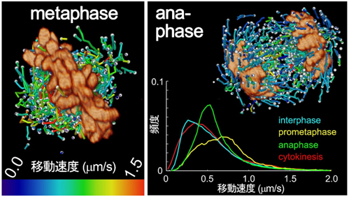 格子光シート顕微鏡で撮影した分裂する細胞の染色体と微小管伸長の軌跡の図