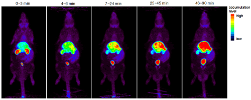 Vitamin B1 concentration over time