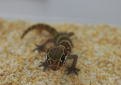 Ocelot gecko