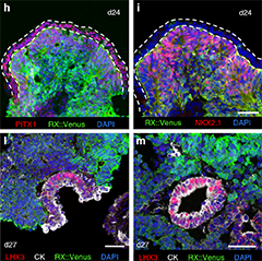 Microscopic images of the pituitary gland