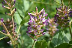 Photo of Chinese licorice