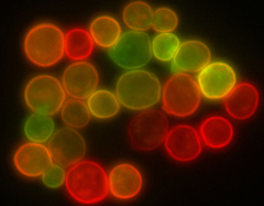 Yeast cells