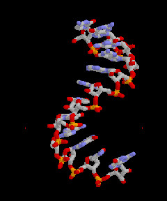 RNA strand