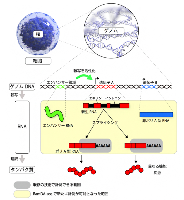 ゲノムから遺伝子、RNA、タンパク質までの図