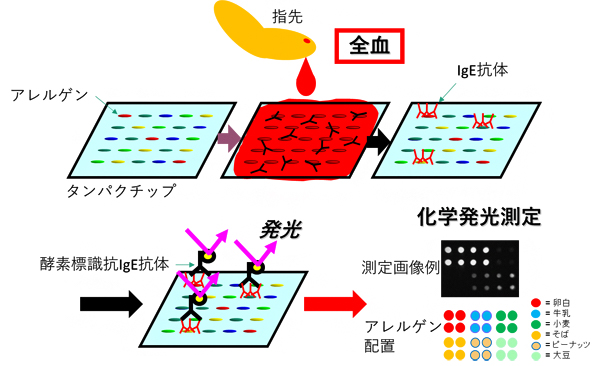 タンパクチップを用いた指先からの血液(全血)を使ったIgE抗体測定原理の図