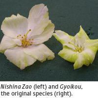 Image of Nishina Zao and Gyoikou Image of Nishina Zao and Gyoikou
