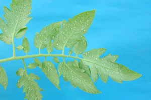 Image of tomato plant leaves