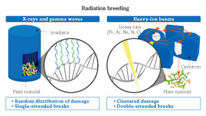 Image of radiation breeding