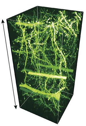 Image of neural circuits in the mouse brain