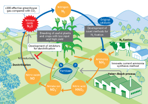 Image of nitrogen cycle