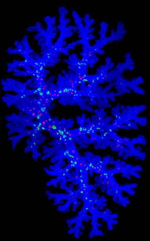 Image of embryonic mouse lung