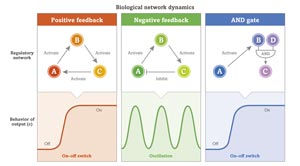 Image of positive and negative feedback