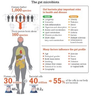 Infographic explaining the roles of the gut microbiota 