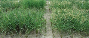 Image of rice field