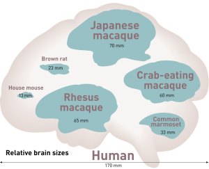 data on relative brain sizes