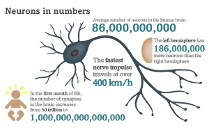 data on neueons in numbers