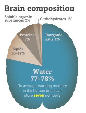 data on brain composition