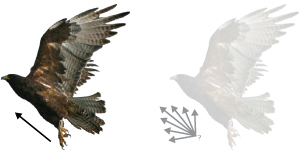 Image of perceptual motion