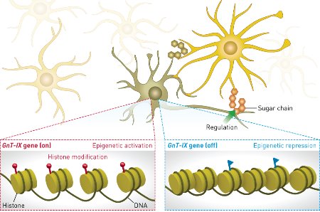 Schematic showing the epigenetic reaction in a cell