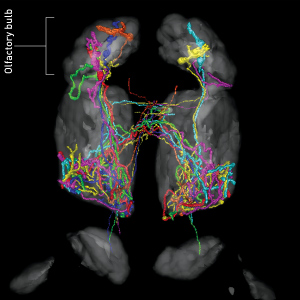 Image of neurons in the olfactory bulb