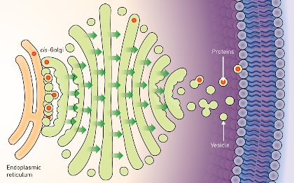 Image of endoplasmic reticulum and Golgi