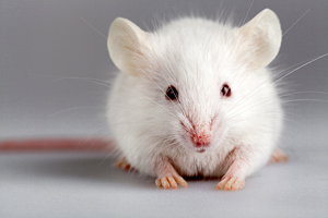 Image of a mouse